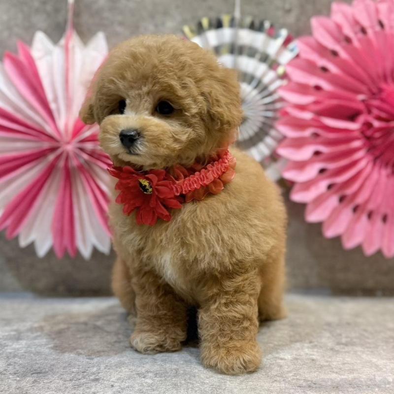 販売中の大阪府のタイニープードル-438566の5枚目