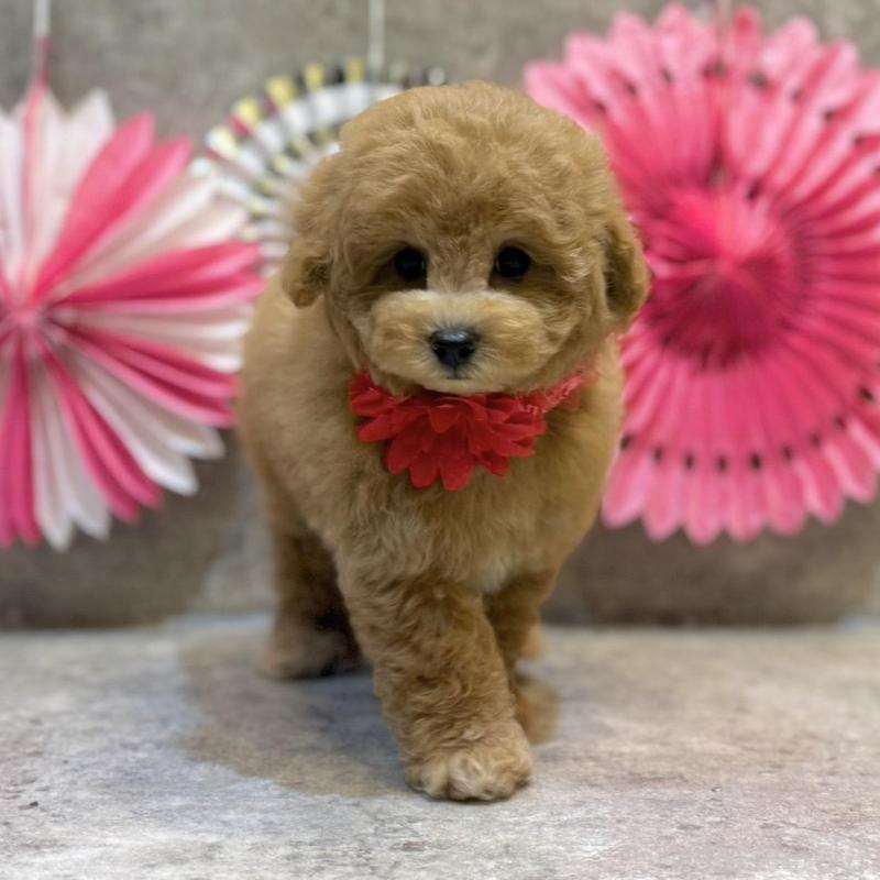 販売中の大阪府のタイニープードル-438566の3枚目