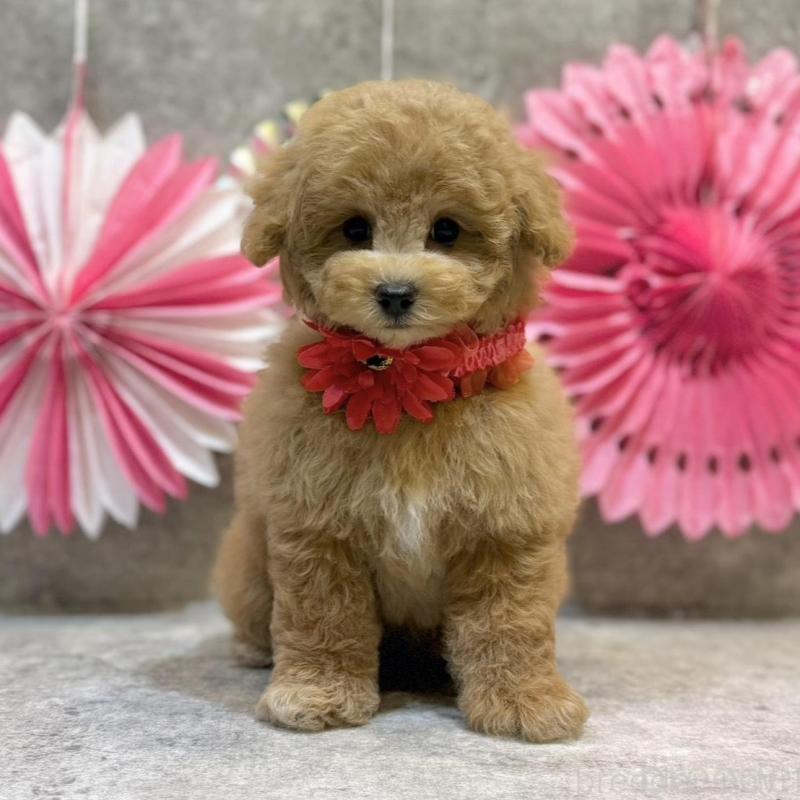 販売中の大阪府のタイニープードル-438566の2枚目