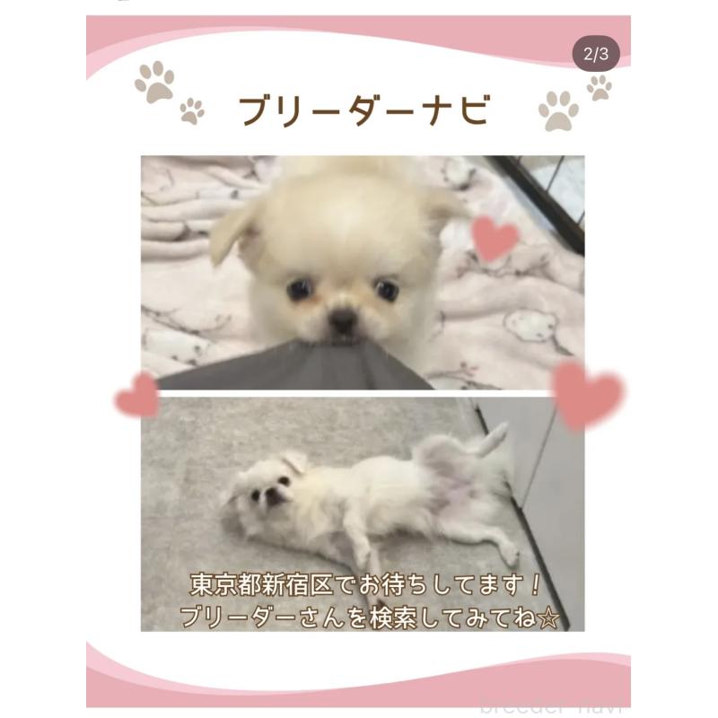 販売中の東京都のミックス犬-438567の4枚目