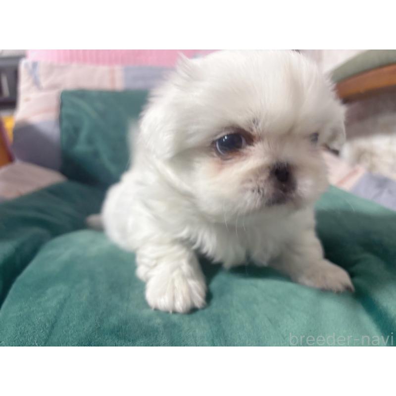 販売中の愛知県のペキニーズ-438568の4枚目