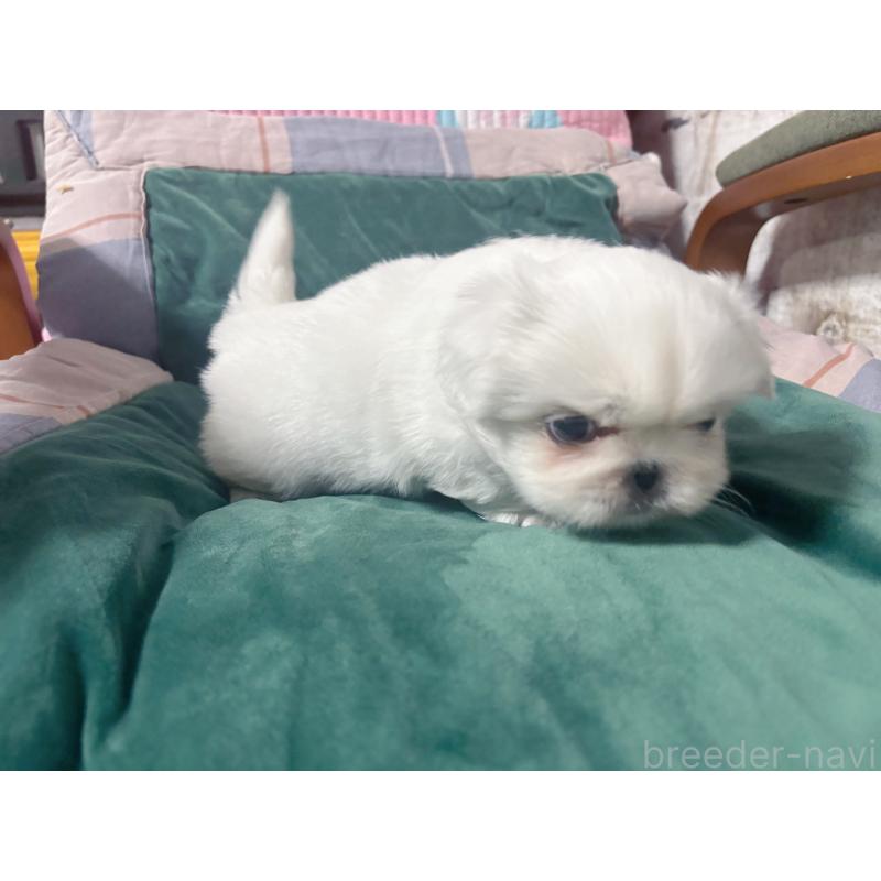 販売中の愛知県のペキニーズ-438568の3枚目