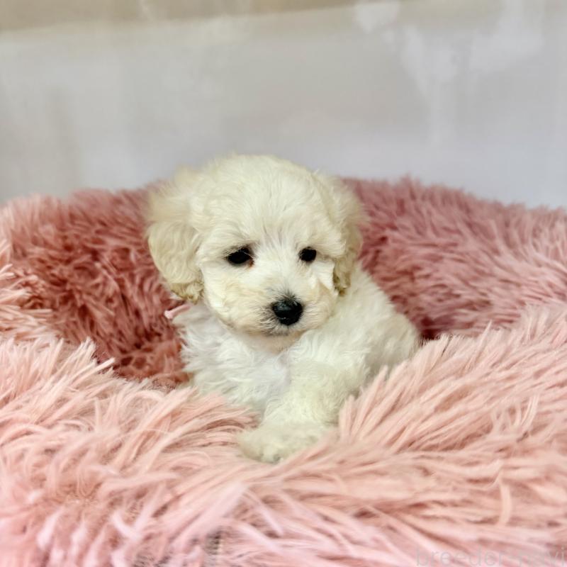 販売中の埼玉県のトイプードル-439087の5枚目