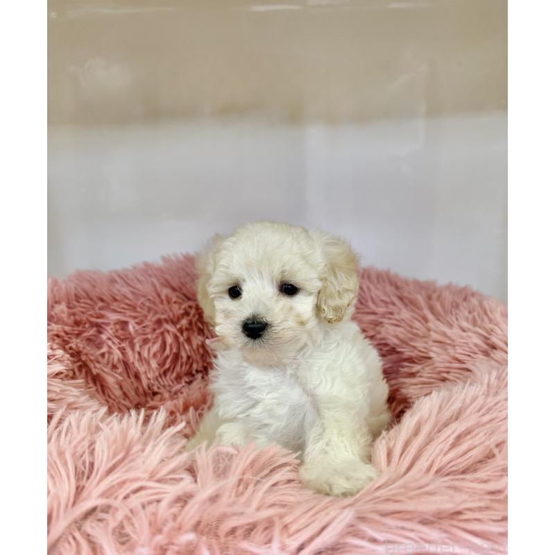 販売中の埼玉県のトイプードル-439087の2枚目