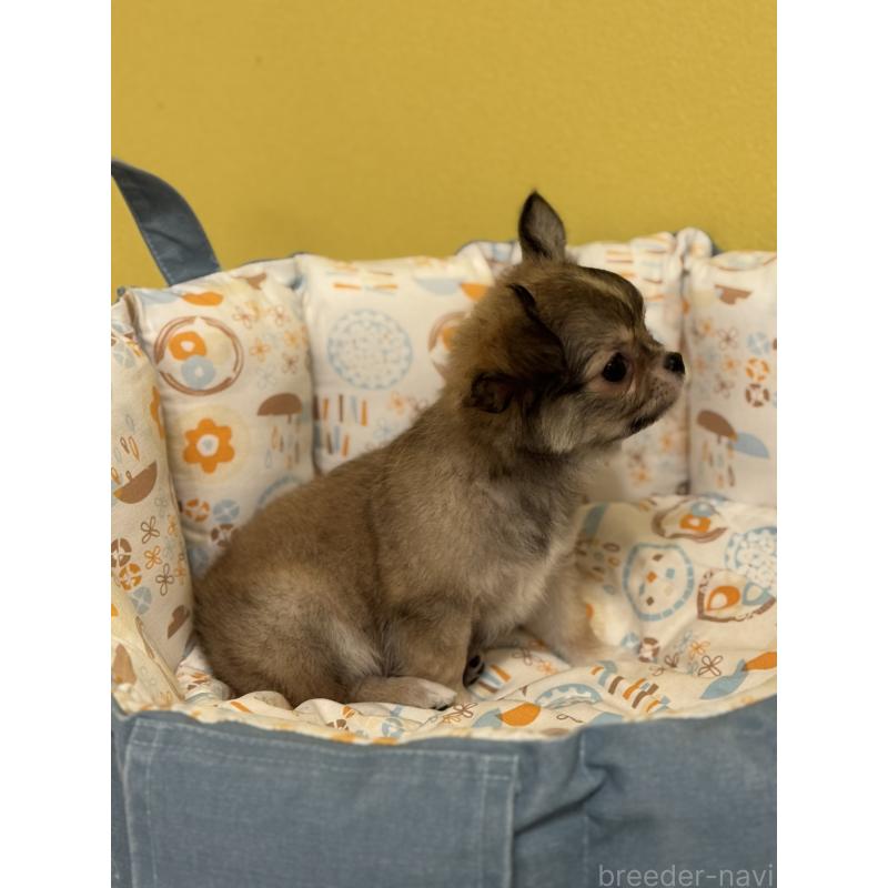 成約済の神奈川県のチワワ(ロングコート)-432672の3枚目