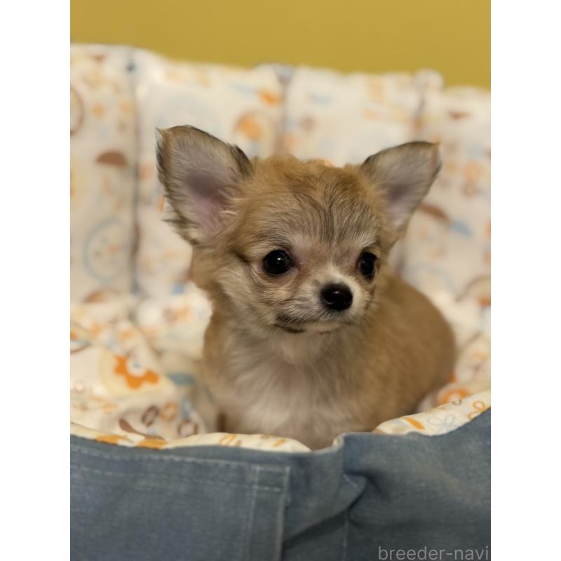 成約済の神奈川県のチワワ(ロングコート)-432682の3枚目