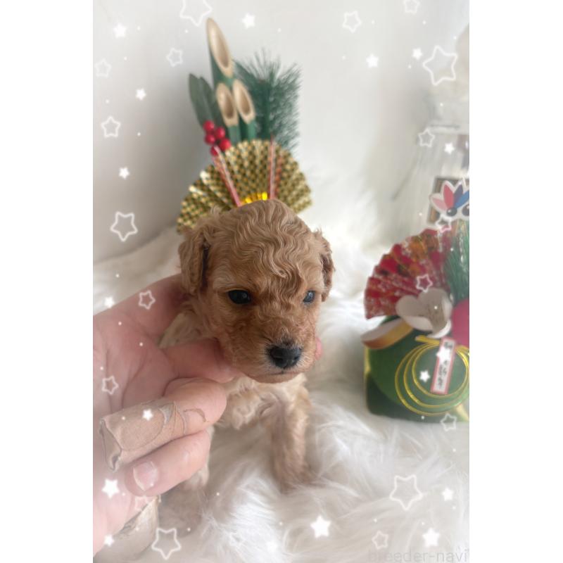 販売中の愛媛県のタイニープードル-438354の3枚目