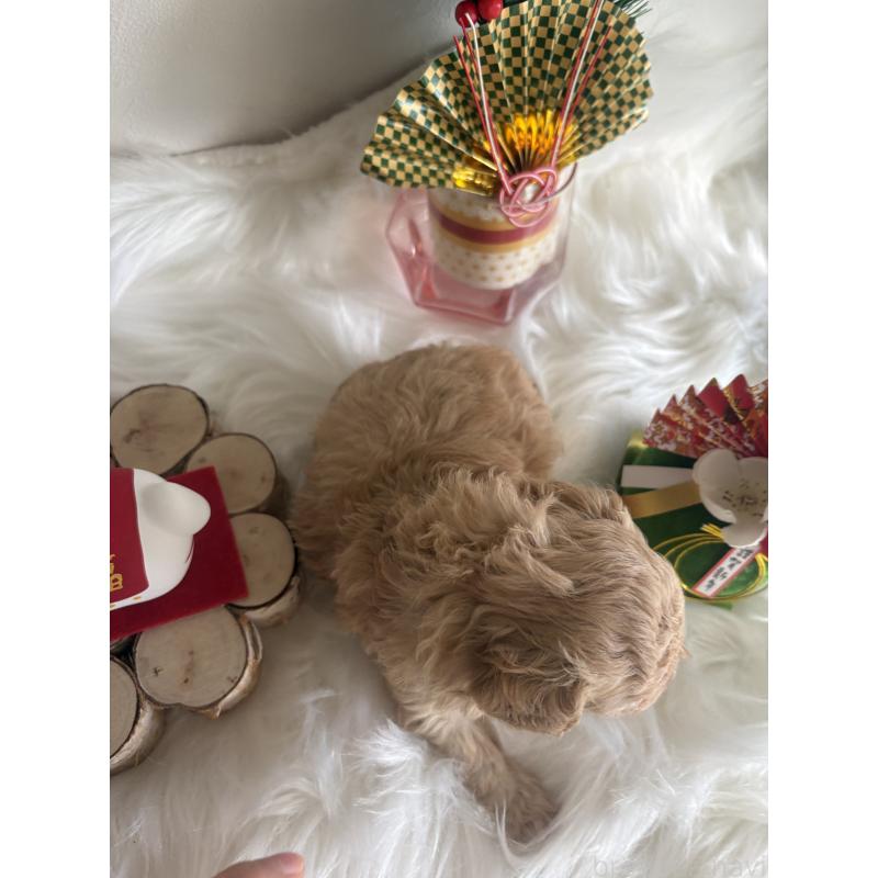 販売中の愛媛県のタイニープードル-438354の2枚目