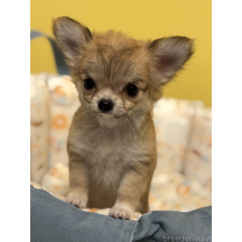 成約済の神奈川県のチワワ(ロングコート)-432682の2枚目