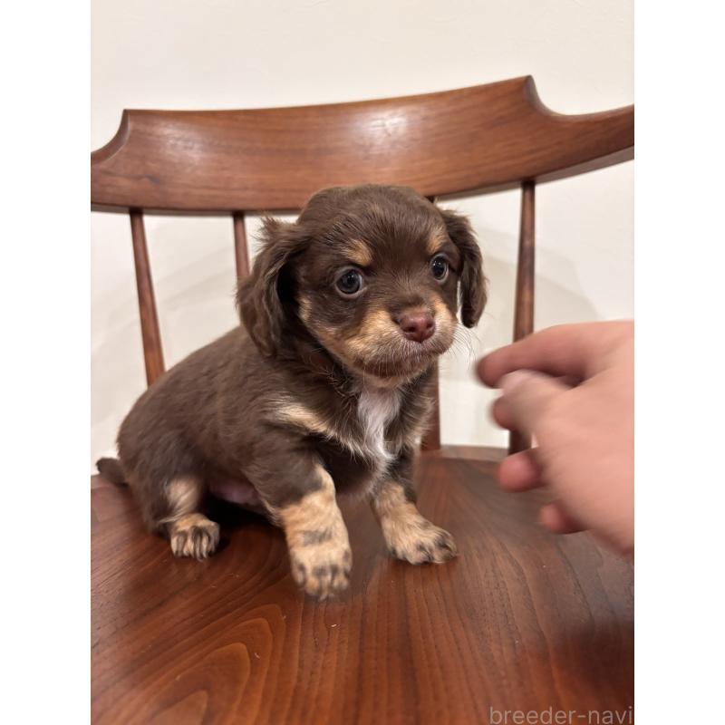 販売中の大分県のチワックス:チワワ×ミニチュアダックスフンド-438361の2枚目