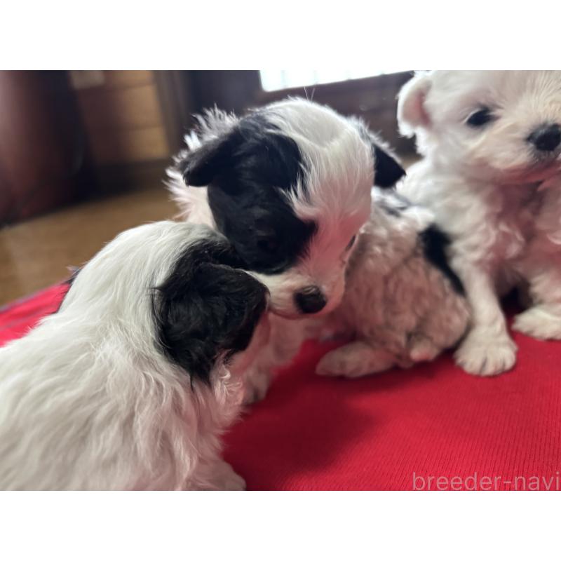 販売中の茨城県のマルプー:マルチーズ×トイプードル-438079の2枚目