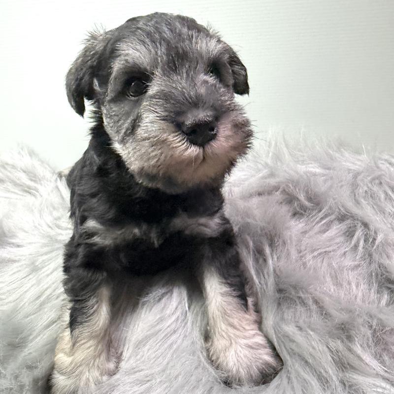 販売中の兵庫県のミニチュアシュナウザー-434837