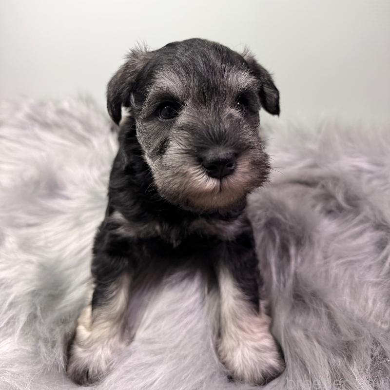 成約済の兵庫県のミニチュアシュナウザー-434837の3枚目