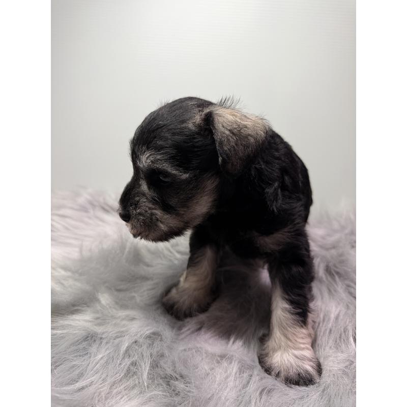 成約済の兵庫県のミニチュアシュナウザー-434837の2枚目