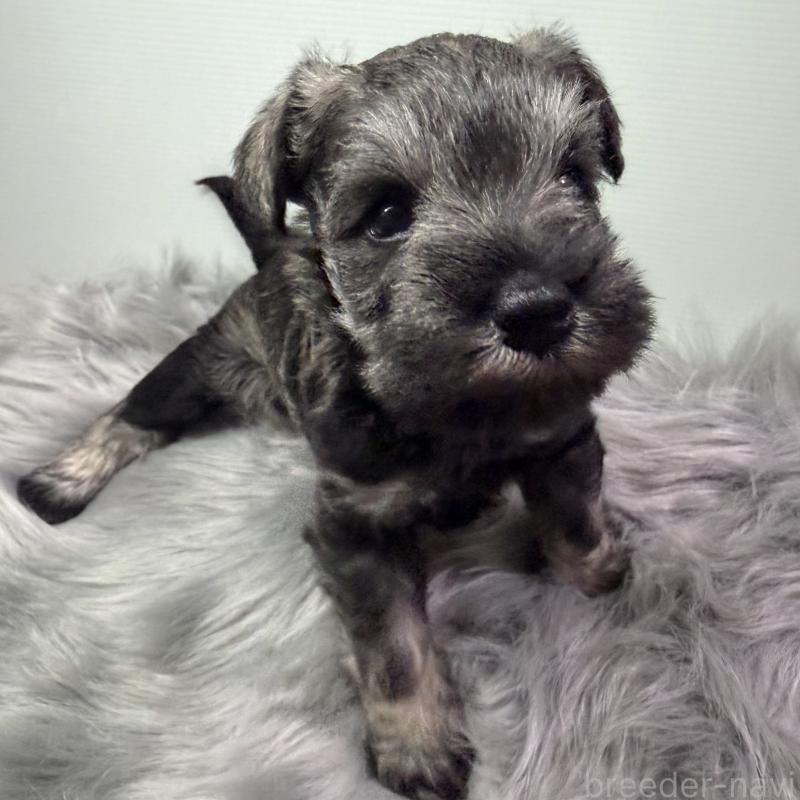 成約済の兵庫県のミニチュアシュナウザー-434834