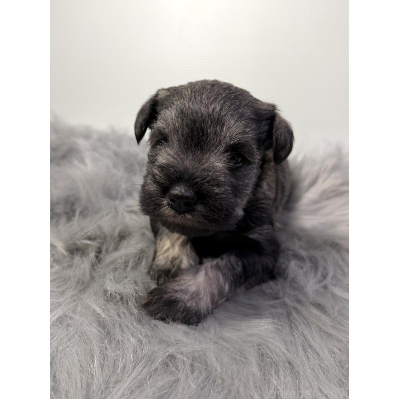 成約済の兵庫県のミニチュアシュナウザー-434834の2枚目