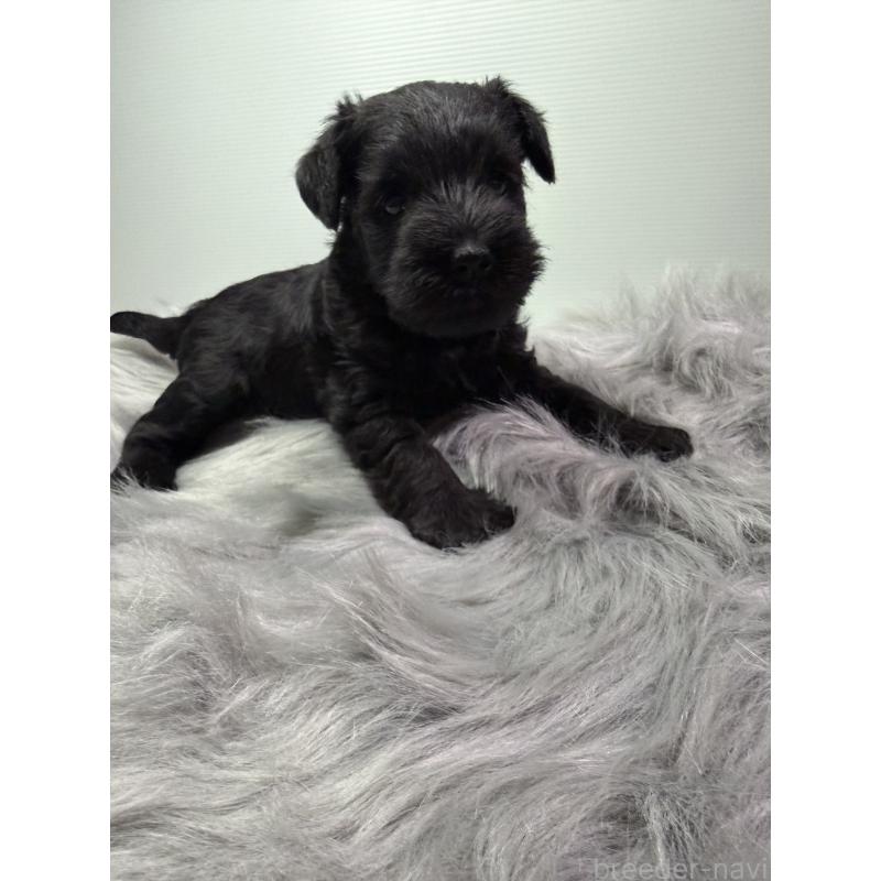 成約済の兵庫県のミニチュアシュナウザー-434828の2枚目