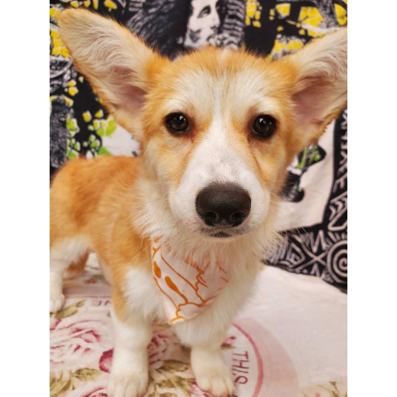 販売中の岩手県のウェルシュコーギーペンブローク-438366の1枚目