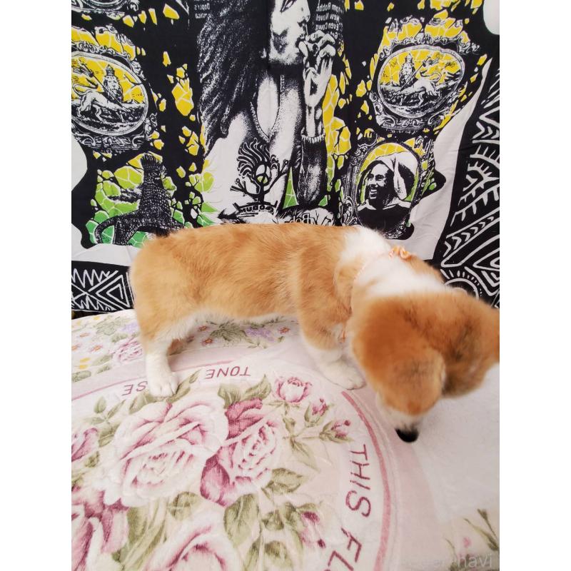 販売中の岩手県のウェルシュコーギーペンブローク-438366の5枚目