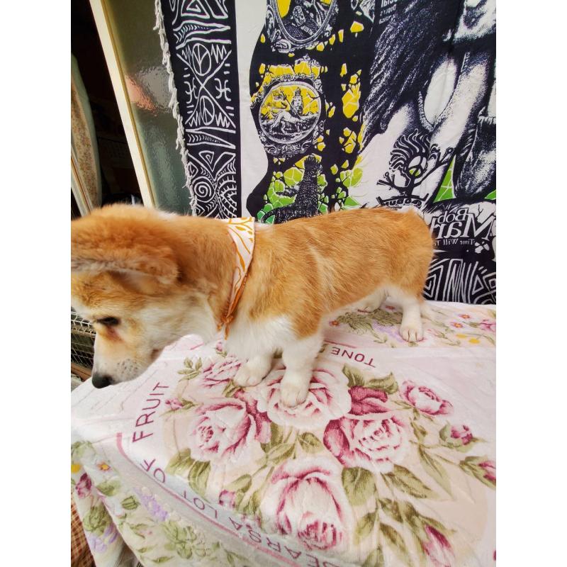 販売中の岩手県のウェルシュコーギーペンブローク-438366の4枚目