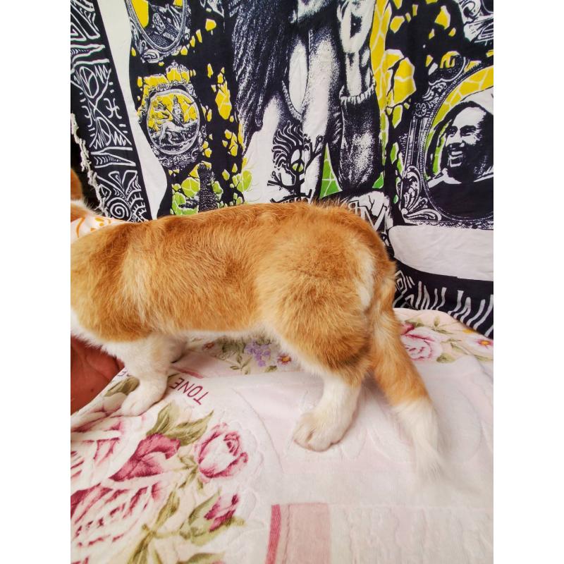 販売中の岩手県のウェルシュコーギーペンブローク-438366の3枚目