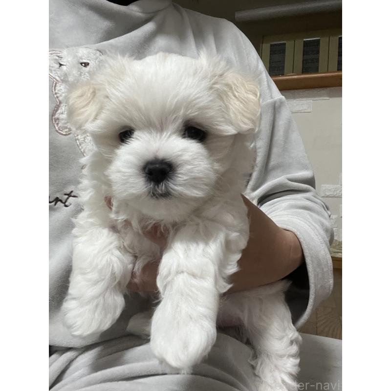 販売中の滋賀県のマルチーズ-430675の23枚目
