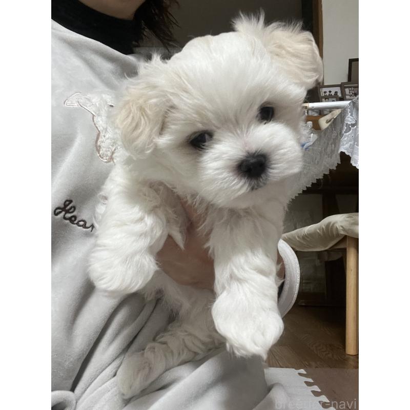 販売中の滋賀県のマルチーズ-430675の22枚目