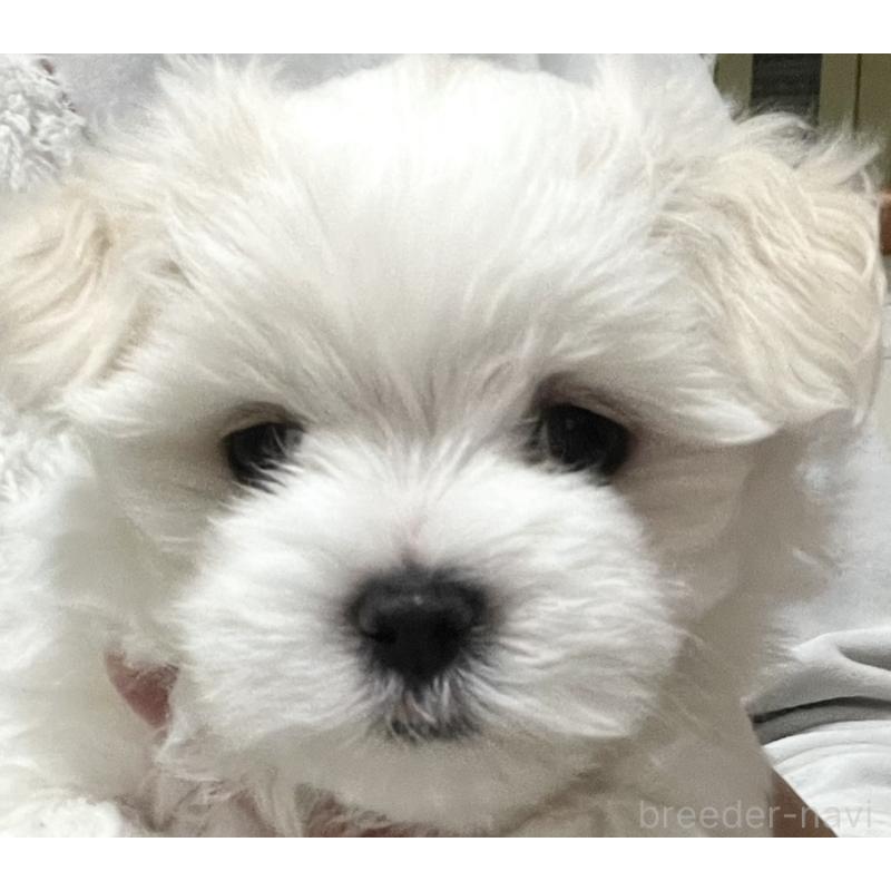 商談中の滋賀県のマルチーズ-430679の16枚目