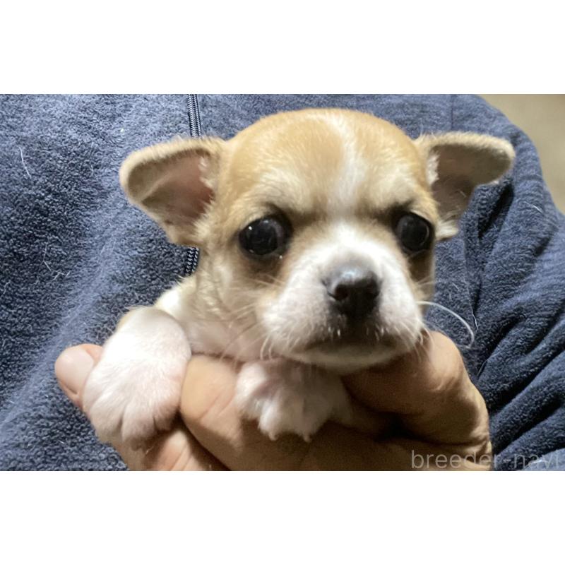 販売中の埼玉県のチワワ(スムースコート)-438431の3枚目