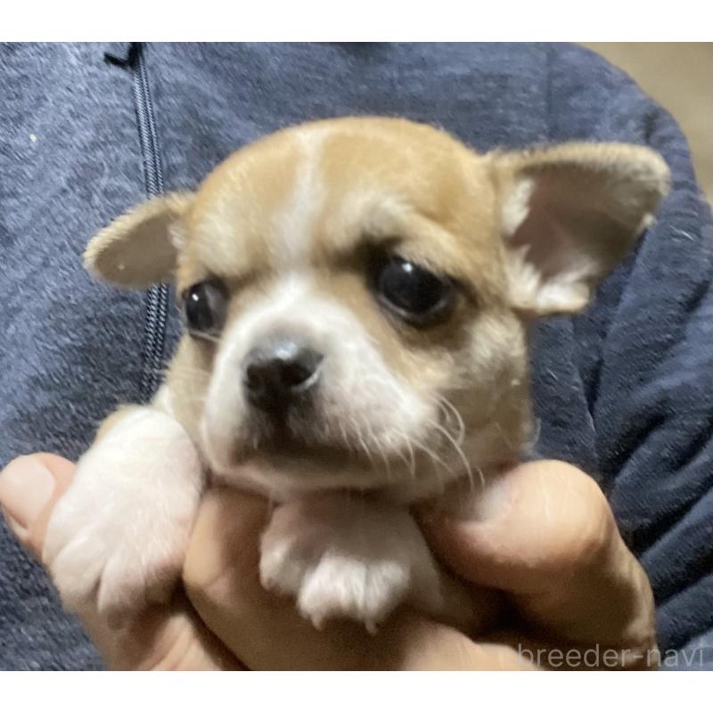 販売中の埼玉県のチワワ(スムースコート)-438431の2枚目