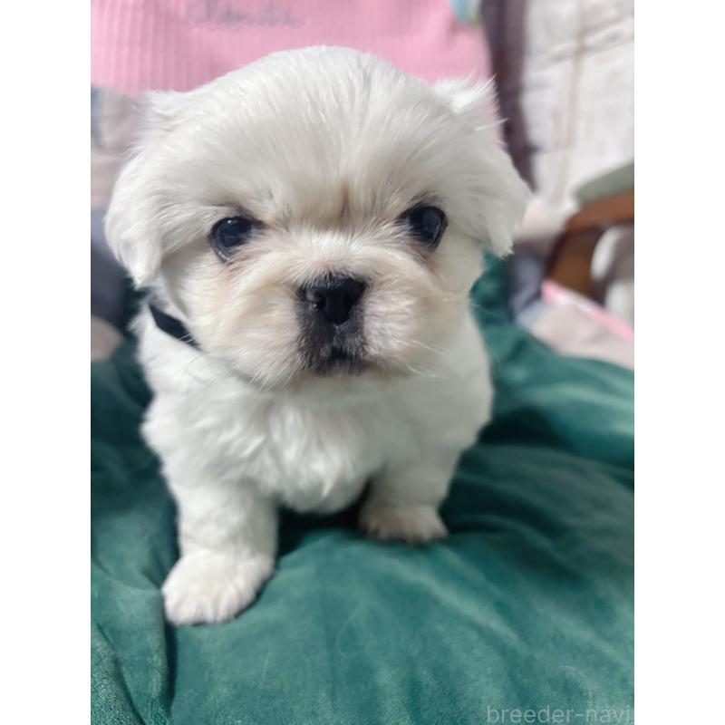 販売中の愛知県のペキニーズ-438573の5枚目