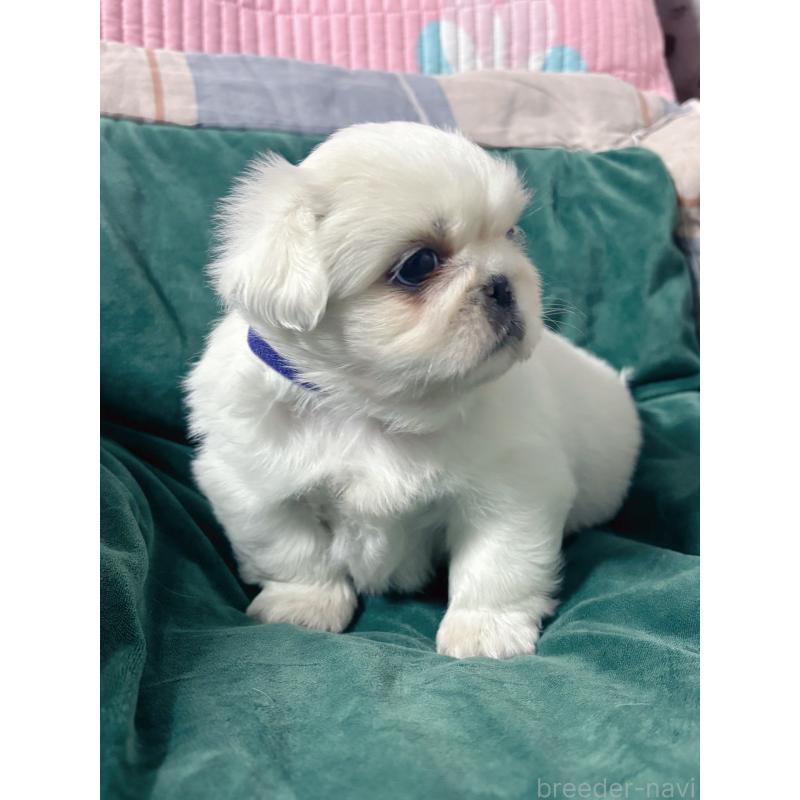販売中の愛知県のペキニーズ-438574の6枚目