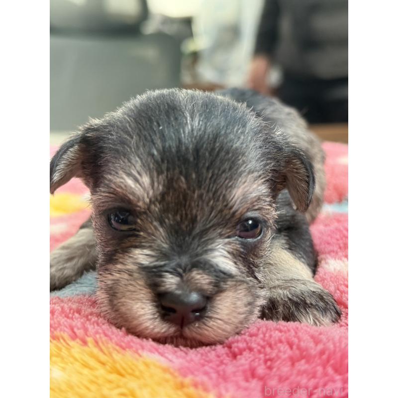 販売中の宮崎県のミックス犬-438576の8枚目