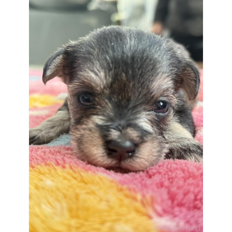 販売中の宮崎県のミックス犬-438576の7枚目