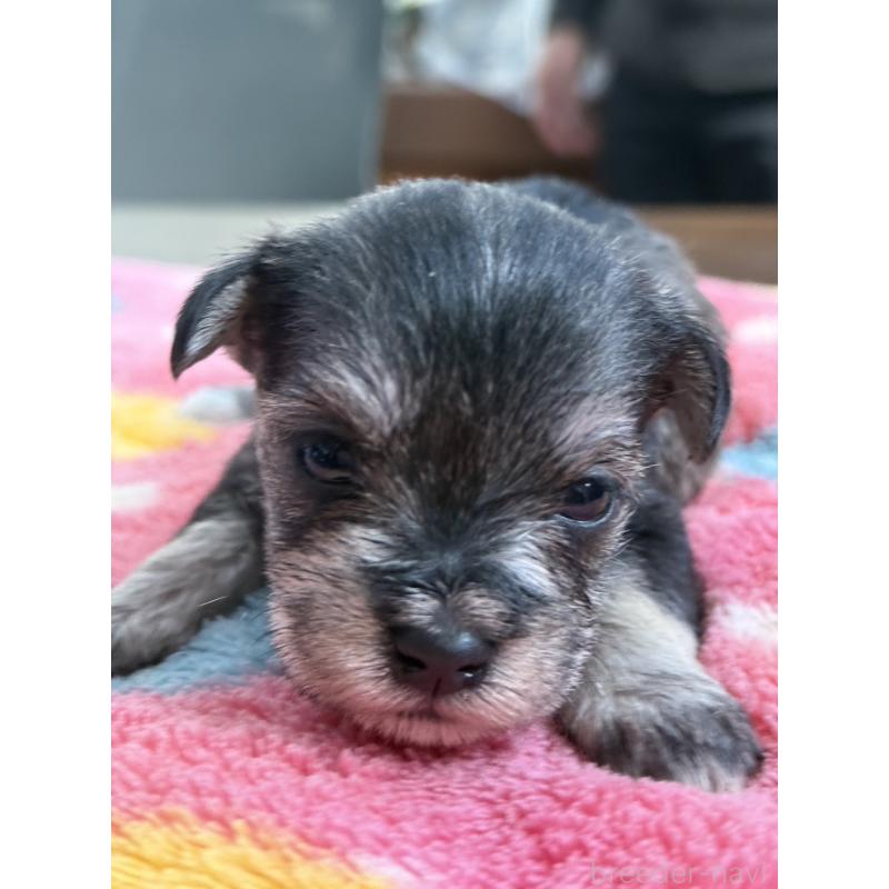 販売中の宮崎県のミックス犬-438576の6枚目