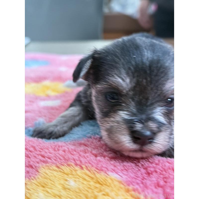 販売中の宮崎県のミックス犬-438576の5枚目