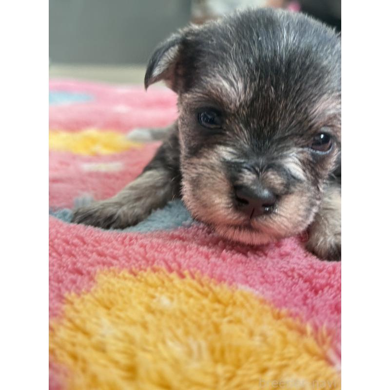 販売中の宮崎県のミックス犬-438576の4枚目