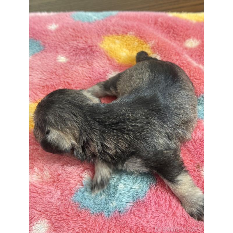 販売中の宮崎県のミックス犬-438576の3枚目