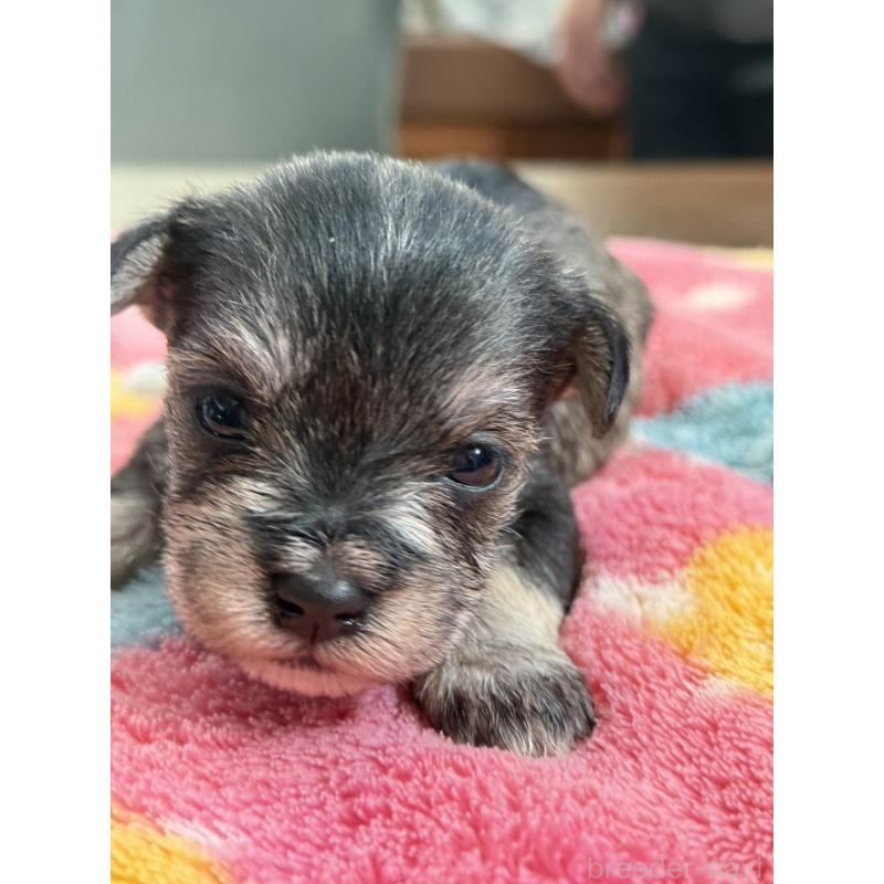 販売中の宮崎県のミックス犬-438576の2枚目