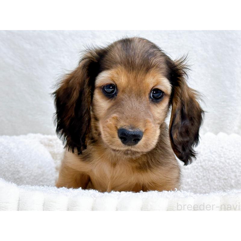 販売中の愛知県のミニチュアダックスフンド(ロングヘアード)-434743の8枚目