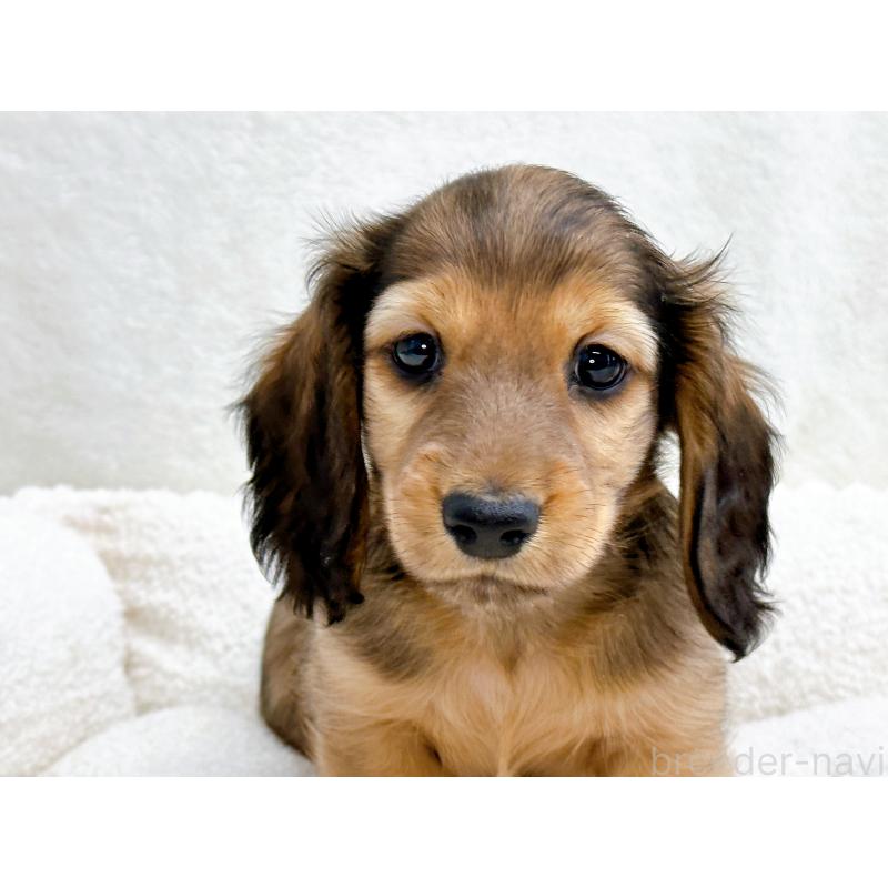 販売中の愛知県のミニチュアダックスフンド(ロングヘアード)-434743の7枚目