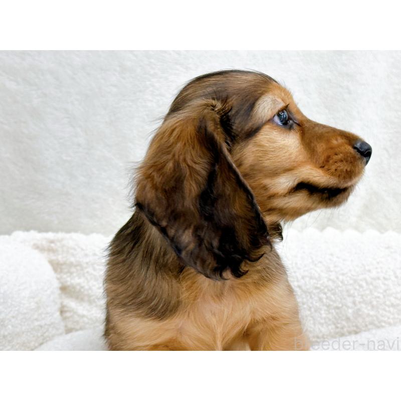 販売中の愛知県のミニチュアダックスフンド(ロングヘアード)-434743の6枚目