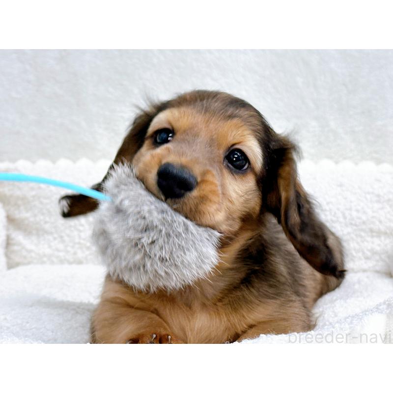 販売中の愛知県のミニチュアダックスフンド(ロングヘアード)-434743の5枚目