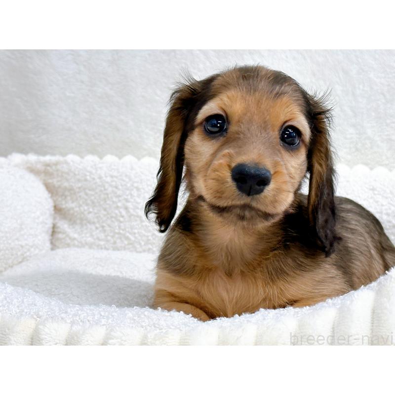 販売中の愛知県のミニチュアダックスフンド(ロングヘアード)-434743の4枚目