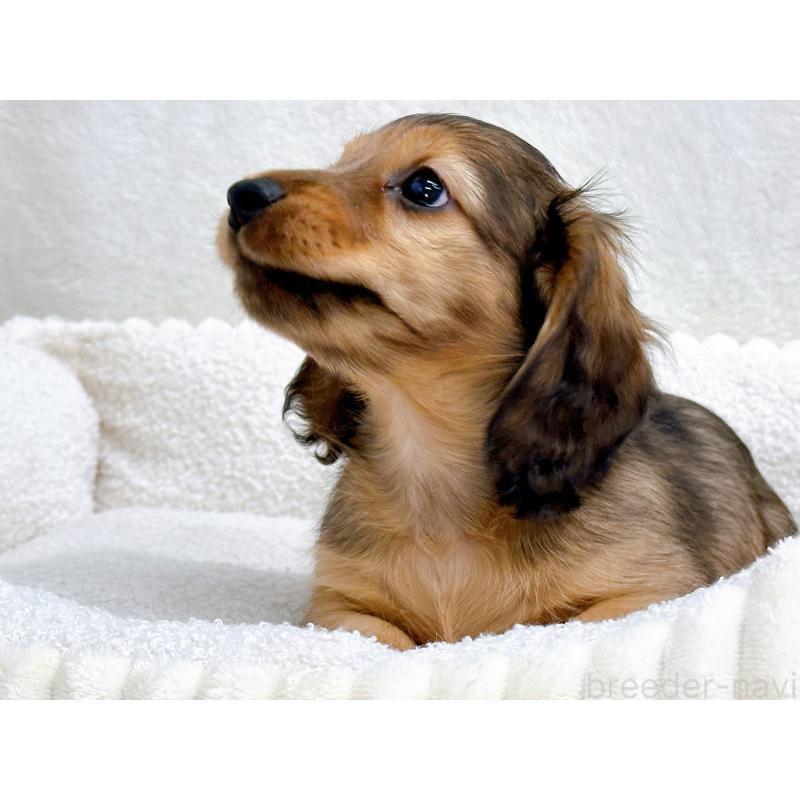 販売中の愛知県のミニチュアダックスフンド(ロングヘアード)-434743の3枚目