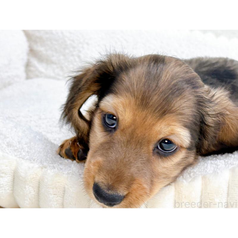 販売中の愛知県のミニチュアダックスフンド(ロングヘアード)-434743の2枚目