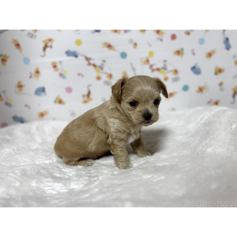 成約済の東京都のチワプー:チワワ×トイプードル-437364の21枚目