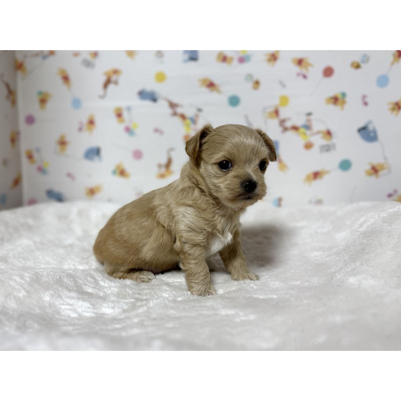 成約済の東京都のチワプー:チワワ×トイプードル-437364の20枚目