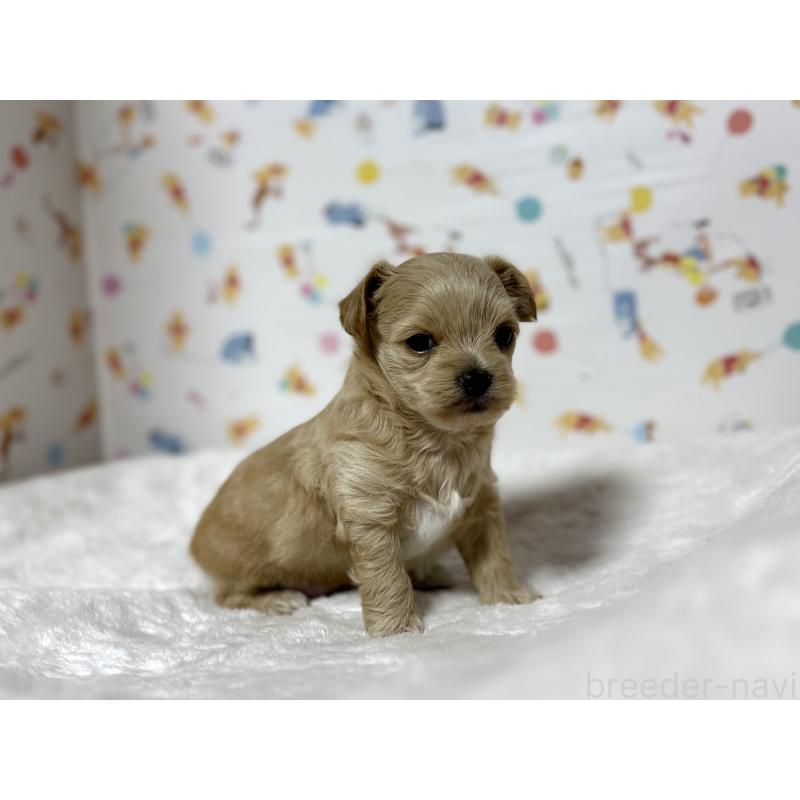 成約済の東京都のチワプー:チワワ×トイプードル-437364の19枚目