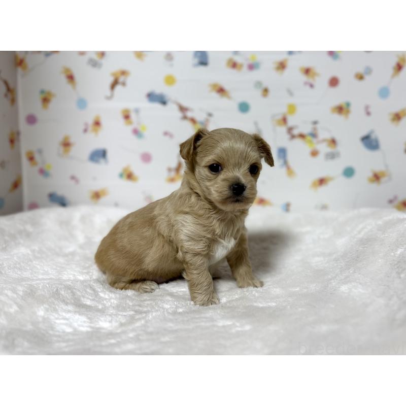 成約済の東京都のチワプー:チワワ×トイプードル-437364の18枚目